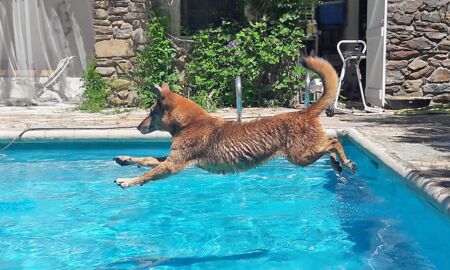 Sandy: Hund springt in den Pool